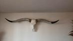Prachtige Longhorn skull, Ophalen of Verzenden, Zo goed als nieuw, Schedel