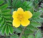 Zilverschoon tuinplant kruid bodembedekker, Ophalen, Zomer, Overige soorten, Volle zon