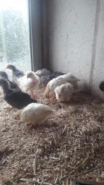 T.K.Grote Leghorn kuikens 8/9 week oud, Dieren en Toebehoren, Pluimvee, Kip, Mannelijk