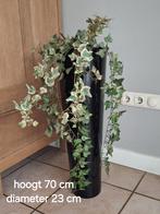 Elegante vaas, Ophalen, Overige soorten, Halfschaduw, In pot