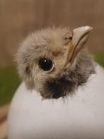 Kuikentje opgezet taxidermie taxidermy, Ophalen of Verzenden, Nieuw, Vogel, Opgezet dier