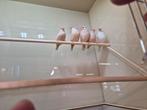 Zebravinken isabel en obzwb isabel, Dieren en Toebehoren, Vogels | Overige Vogels, Meerdere dieren