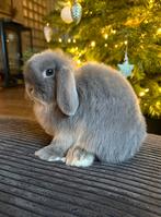 Raszuiver lilac otter vc minilop rammetje, 3.5 maand oud., Dieren en Toebehoren, Konijnen, Meerdere dieren, Dwerg, Hangoor, 0 tot 2 jaar