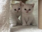 Langharige perzische kittens, Dieren en Toebehoren, Katten en Kittens | Overige Katten, Meerdere dieren, Langharig