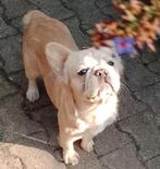 Fluffy Franse bulldog meisje 2jr, Dieren en Toebehoren, Particulier, Rabiës (hondsdolheid), Overige rassen, 1 tot 2 jaar