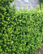 Japanse hulst Kanehirae / Ilex maximowicziana ‘Kanehirae’, Tuin en Terras, Planten | Struiken en Hagen, Ophalen of Verzenden, Hulst
