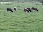 Bonte schapen te koop, Eén persoon