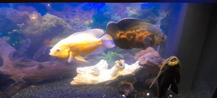 Te koop 2 pauwoog chiclidevissen van ongeveer 20 cm groot, Dieren en Toebehoren, Vissen | Aquariumvissen, Vis