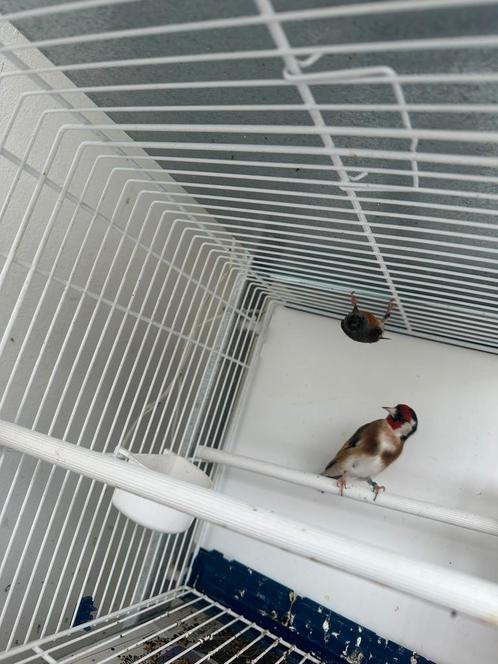 Putter man 2024, Dieren en Toebehoren, Vogels | Overige Vogels, Wildzangvogel, Mannelijk