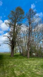 Boom, Tuin en Terras, Planten | Bomen, Overige soorten, Ophalen of Verzenden