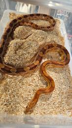 Rattenslang wildkleur koppel 1.1, Dieren en Toebehoren, Amfibie, 3 tot 6 jaar