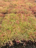 Sedumdak trays 40x60cm - Grote voorraad!, Doe-het-zelf en Verbouw, Dakpannen en Dakbedekking, Overige materialen, Overige kleuren