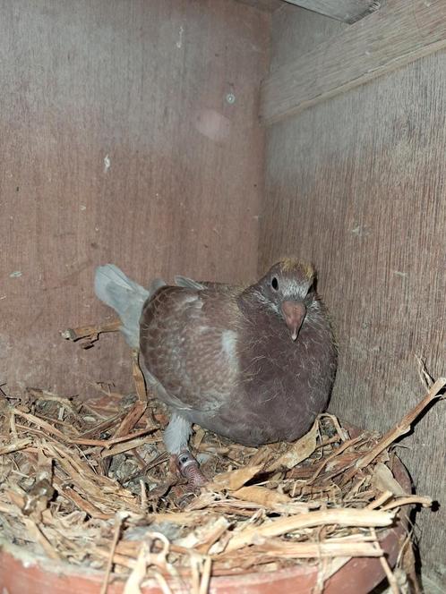 Tekoop 9 jongeduiven uit de vliegers, Dieren en Toebehoren, Vogels | Overige Vogels, Meerdere dieren