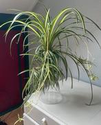 Graslelie (Chlorophytum Comosum) spinnenplant, Huis en Inrichting, Kamerplanten, Ophalen, Halfschaduw, Minder dan 100 cm