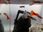 Mannelijke guppen ruilen, Dieren en Toebehoren, Vis, Zoetwatervis, Schoolvis