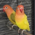 Bewezen koppel agapornis, Dieren en Toebehoren, Vogels | Parkieten en Papegaaien, Meerdere dieren, Dwergpapegaai of Agapornis
