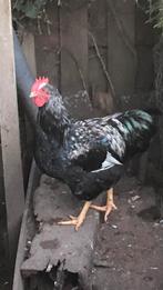 Jonge barnevelder haan, Dieren en Toebehoren, Mannelijk, Kip