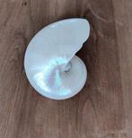 Grote Nautilus Schelp, Verzamelen, Mineralen en Fossielen, Ophalen of Verzenden, Schelp(en)