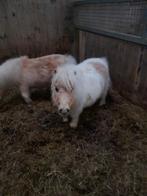 Palomino drachtige merrie s, Dieren en Toebehoren, Merrie, B, Springpony, 0 tot 2 jaar