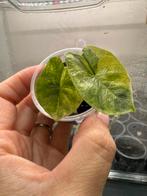 Alocasia Reginae Aurea Variegata, Huis en Inrichting, Kamerplanten, Ophalen, Halfschaduw, Minder dan 100 cm
