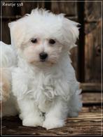 Vrolijke Maltezer pup., Dieren en Toebehoren, Honden | Chihuahua's en Gezelschapshonden, Maltezer, Nederland, Reu, 8 tot 15 weken