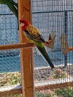 Te koop een mooie goudmantel rossella man, Dieren en Toebehoren, Vogels | Parkieten en Papegaaien, Mannelijk, Parkiet, Geringd