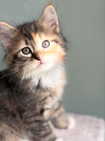 Ragdoll- X kitten Coco beschikbaar voor biedingen