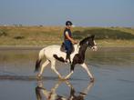 Braaf eerlijk en lieve 18 jarige merrie, Merrie, Gechipt, L, 160 tot 165 cm