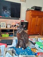 Lapjes en schildpad  2vrouwtjes poezen ge holpen samen weg, Dieren en Toebehoren, Katten en Kittens | Overige Katten, Poes