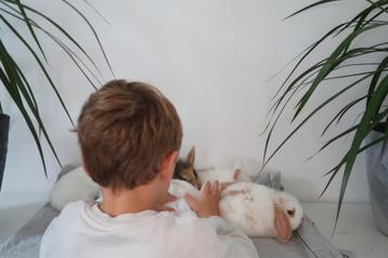 (Buiten) konijntjes: (Lionhead)Leeuwenkop x NL hangoor  beschikbaar voor biedingen