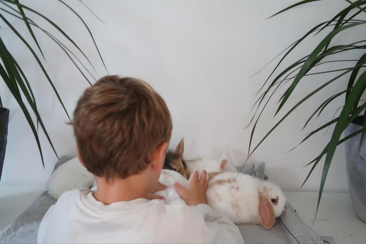 Voedsters (Lionhead)Leeuwenkop x Nederlandse hangoor, Dieren en Toebehoren, Konijnen, Middelgroot, Meerdere dieren, 0 tot 2 jaar