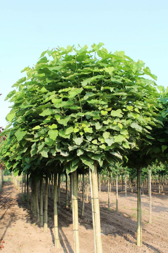 Verschillede soorten bomen te koop, Tuin en Terras, Planten | Bomen, Overige soorten, Volle zon, Ophalen