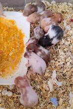 Nestje Syrische (goudhamster) GEBOREN-VOL, Hamster, Meerdere dieren, Tam, September