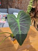 Colocasia Black Beauty, Tuin en Terras, Planten | Tuinplanten, Ophalen of Verzenden, Zomer, Eenjarig, Volle zon