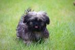 Boomer pups, Dieren en Toebehoren, Honden | Chihuahua's en Gezelschapshonden, Overige rassen, 8 tot 15 weken, Meerdere, Meerdere dieren
