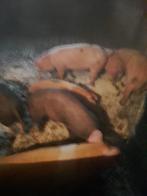 Biggen te koop, Dieren en Toebehoren, Schapen, Geiten en Varkens, Geslacht onbekend, Varken, 0 tot 2 jaar