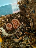 Spirostreptus sp 1, Dieren en Toebehoren