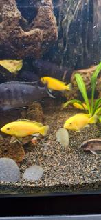 Malawi Cichliden (labidochromis caeruleus), Vis