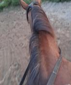 Gratis paardenmest +/- 12 cuub zonder stro/ hooi, Tuin en Terras, Aarde en Mest, Ophalen