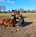 Super lief familiepaard, weidemaatje / knuffel paard, Dieren en Toebehoren, Pony's, E pony (1.48m - 1.57m), Gechipt, Ruin, Niet van toepassing