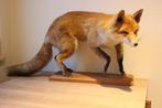 Taxidermie opgezette vos, Ophalen of Verzenden, Gebruikt, Wild dier, Opgezet dier