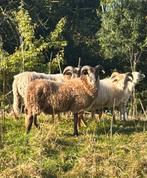 Drentse heide dekrammen (schapen, schaap), Dieren en Toebehoren, Mannelijk, Schaap