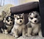 Prachtige pomksy puppy’s, Dieren en Toebehoren, Rabiës (hondsdolheid), Overige rassen, 8 tot 15 weken, Meerdere