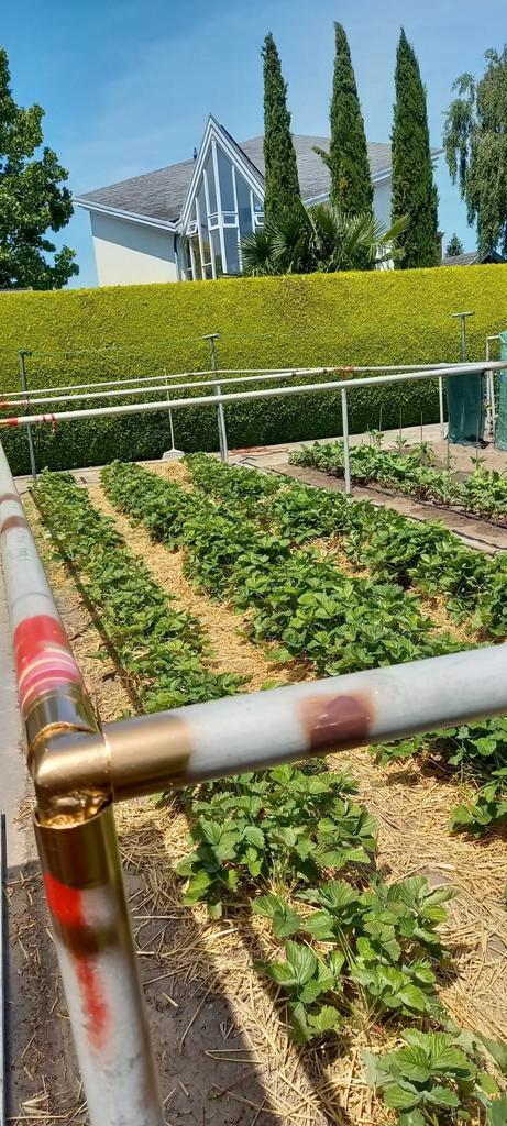 Afscherming in je tuin van je aardbeien., Tuin en Terras, Overkappingen, Zo goed als nieuw, Ophalen