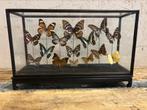 Mooie vitrine met diverse opgezette vlinders, Verzamelen, Dierenverzamelingen, Nieuw, Opgezet dier, Ophalen, Insect