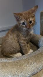 Cypers katertje, Dieren en Toebehoren, Katten en Kittens | Raskatten | Korthaar, Kater