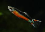 Poecilia wingei – Santa Maria Bleeding Heart Endlers, Dieren en Toebehoren, Vis, Zoetwatervis, Schoolvis