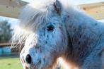 Mini appaloosa hengst te koop, Dieren en Toebehoren, Pony's, Ruin, Recreatiepony