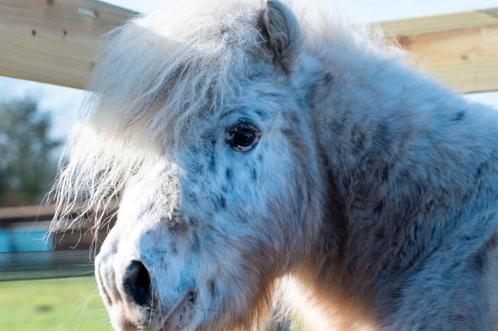 Mini appaloosa hengst te koop, Dieren en Toebehoren, Pony's, Ruin, Recreatiepony