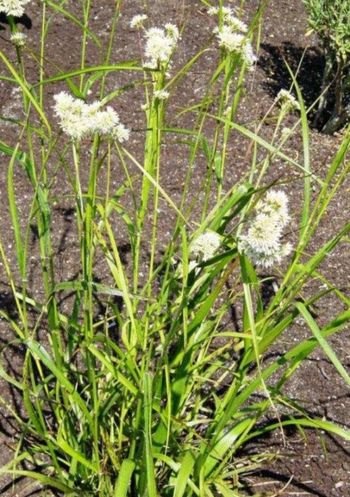 Veldbies Luzula Nivea, Tuin en Terras, Planten | Tuinplanten, Vaste plant, Siergrassen, Halfschaduw, Lente, Ophalen